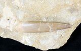 Fossil Plesiosaur Tooth In Matrix #19089-1